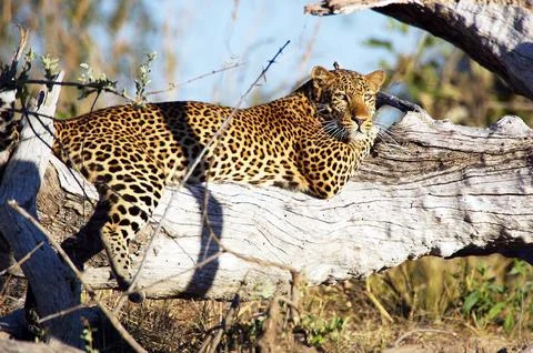 Leopard Stock Photos