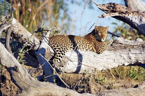 Leopard Stock Photos