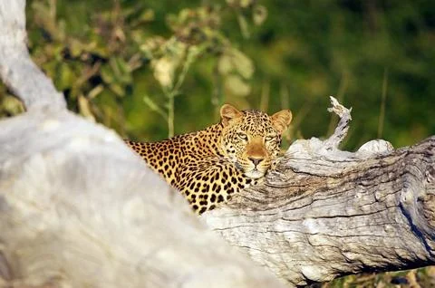 Leopard Stock Photos