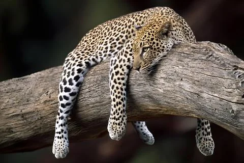 Leopard Stock Photos