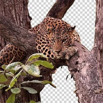 Leopard Stock Photos