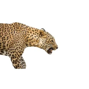 Leopard Stock Photos