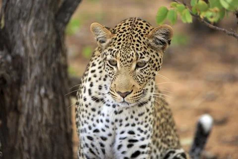 Leopard Foto stock