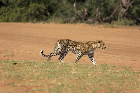 Leopard Foto stock