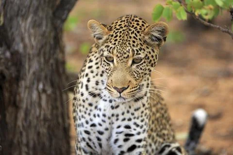 Leopard Foto stock