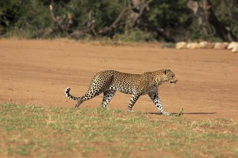 Leopard Stockfoto's