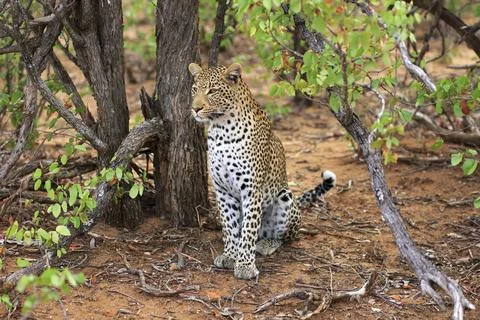 Leopard Stockfoto's