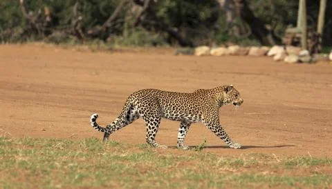 Leopard Stockfoto's