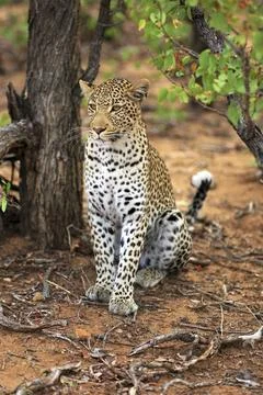 Leopard Stockfoto's