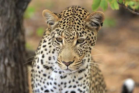 Leopard Stockfoto's