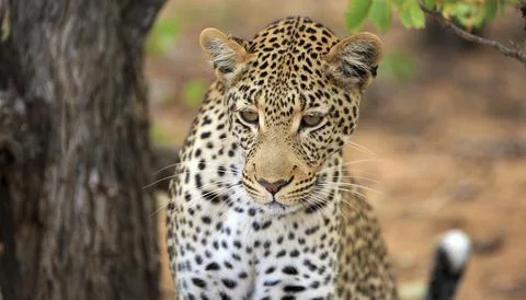 Leopard Stockfoto's