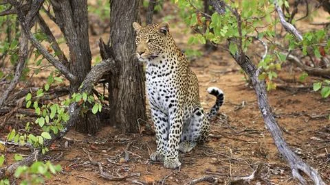 Leopard Stockfoto's