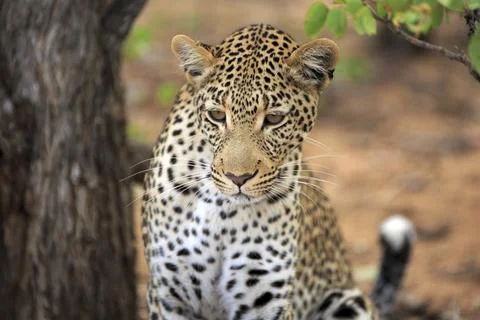 Leopard Stock Photos