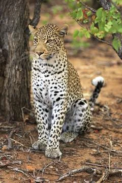 Leopard Stockfoto's