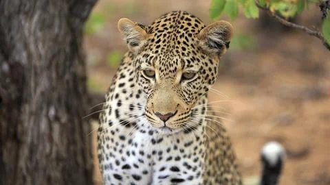 Leopard Stock Photos