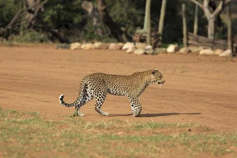 Leopard Foto stock