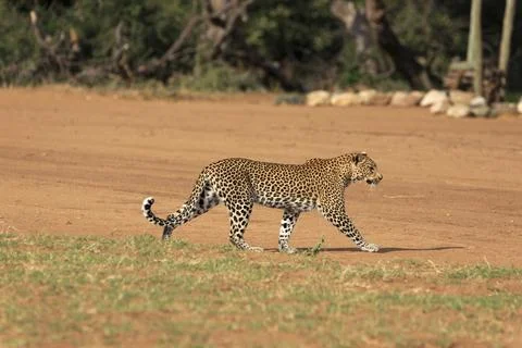 Leopard Foto stock