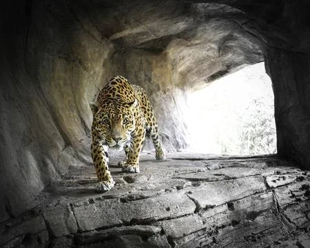 Leopard Stock Photos