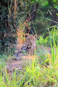 Leopard Stock Photos