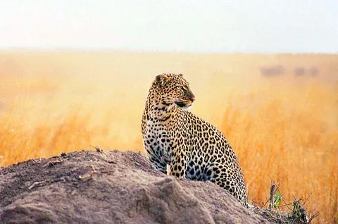 Leopard Stock Photos