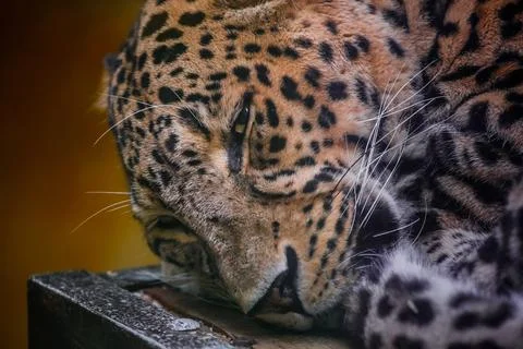 Leopard. Stock Photos