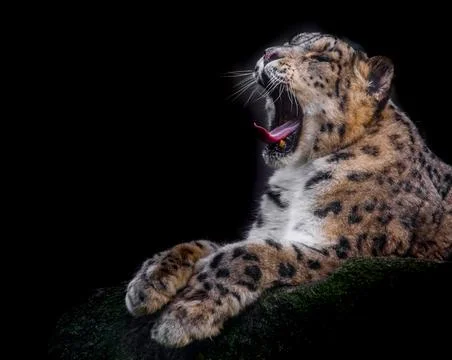 Leopard. Stock Photos