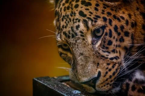 Leopard. Stock Photos