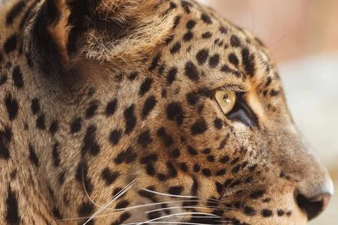 Leopard Stock Photos