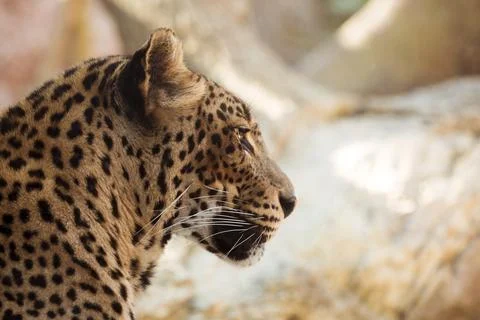 Leopard Stock Photos