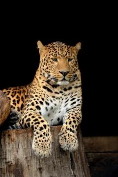 Leopard Stock Photos