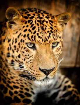 Leopard Stock Photos