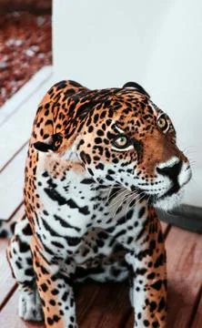 Leopard Stock Photos