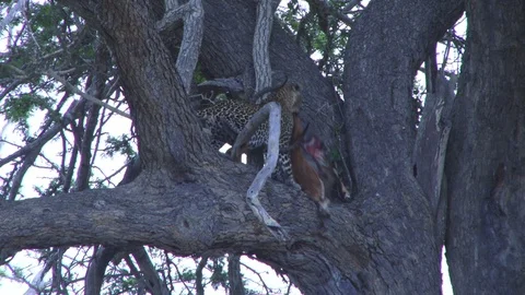 A leopard picks up his kill and moves it to a different spot Stock Footage 104382695