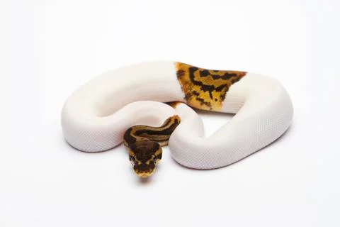 Leopard piebald ball python or royal python (python regius), male 스톡 사진