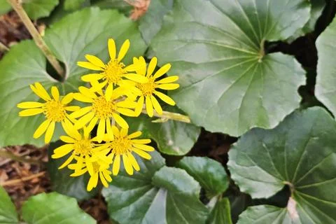 Leopard Plant , also called the green leopard plant or tractor seat plant. Stock Photos