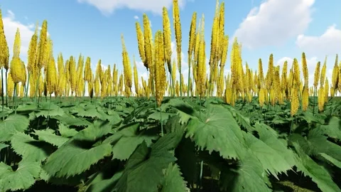 Leopard Plant Stock Footage 340151894