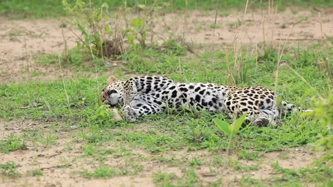 A leopard playfully rolls onto it's backside in Africa. Stock Footage 148151392