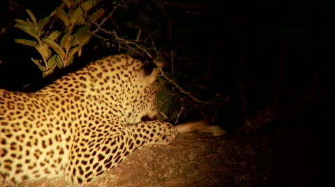 Leopard Playing 库存影片 687183