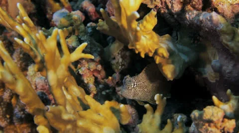 Leopard pliny hides in the coral reef Stock Footage 22737318
