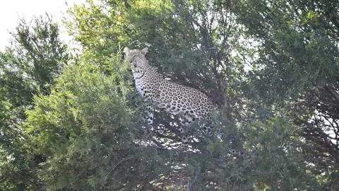 Leopard poised standing on a branch — Part 1 Opener Stock Footage 320845678