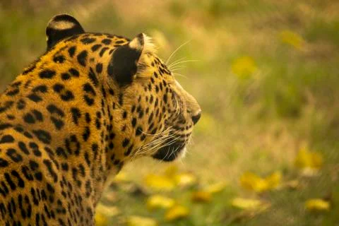 Leopard portrait from back with a room for text Stock Photos