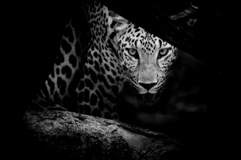Leopard portrait B&amp;W Stock Photos
