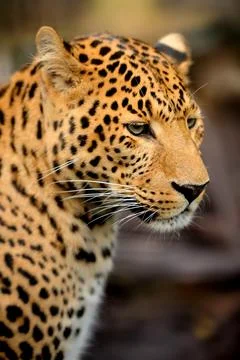 Leopard portrait on dark background Stock Photos