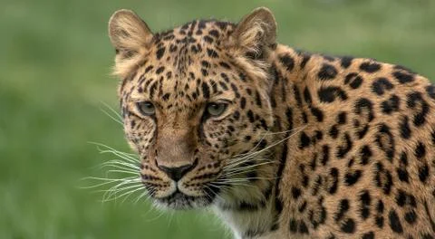 Leopard portrait on green background Stock Photos