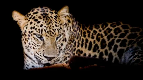Leopard portrait isolate on black background Stock Photos