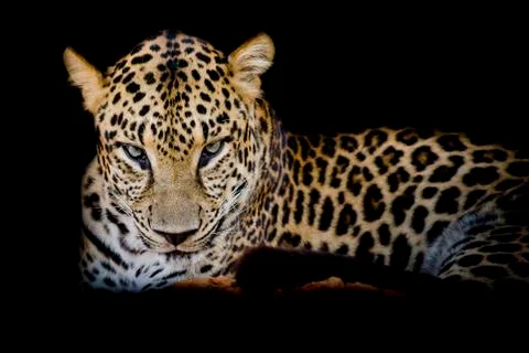 Leopard portrait isolate on black background Stock Photos