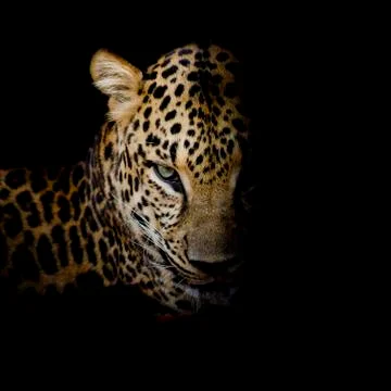 Leopard portrait isolate on black background Stock Photos