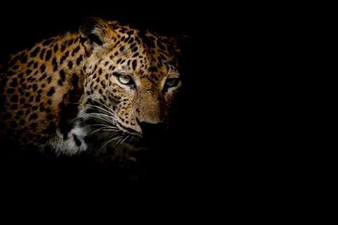 Leopard portrait isolate on black background Stock Photos
