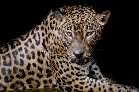 Leopard portrait isolate on black background Stock Photos