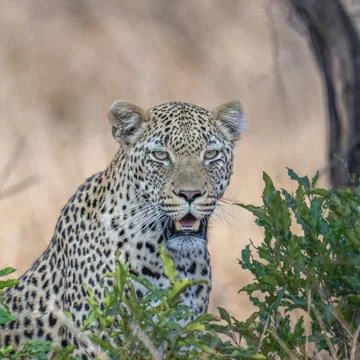 Leopard portrait - looking at camera1 Stock Photos